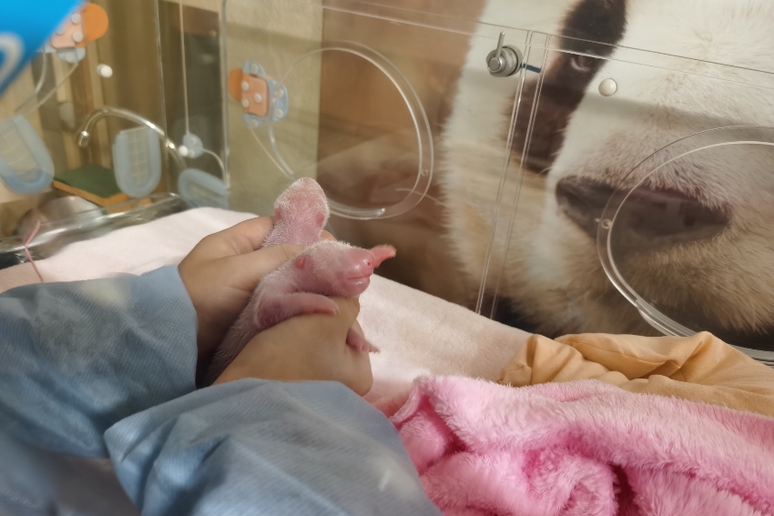 ÷؈gga(chn)´؈p̥ɶ؈оعD