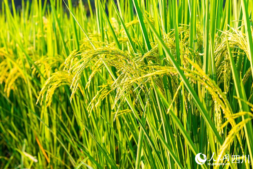 進(jìn)入抽穗揚(yáng)花期的水稻。李貴平攝