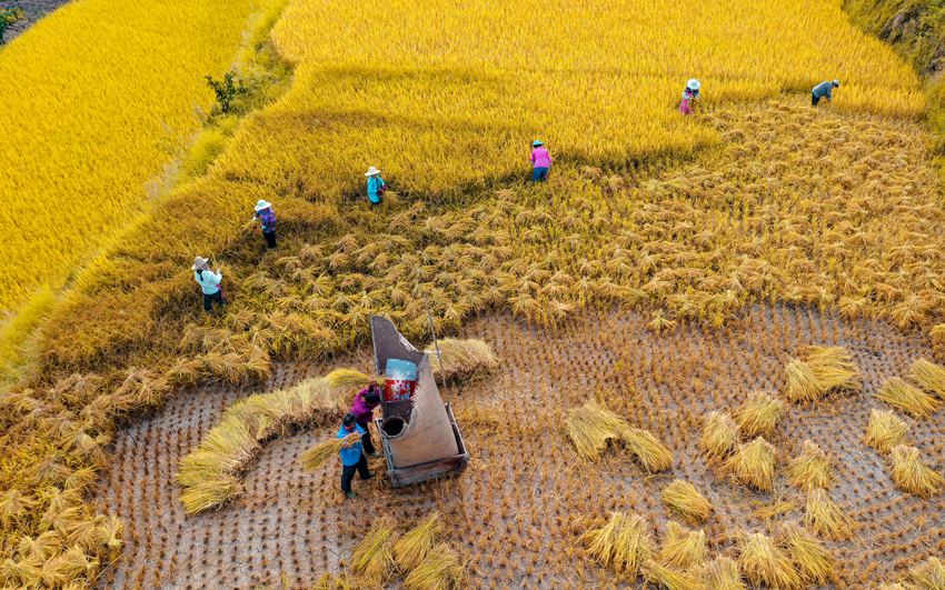達(dá)州市達(dá)川區(qū)米城鄉(xiāng)，稻谷豐收，金燦燦的一片很是惹人喜愛。張靖 攝