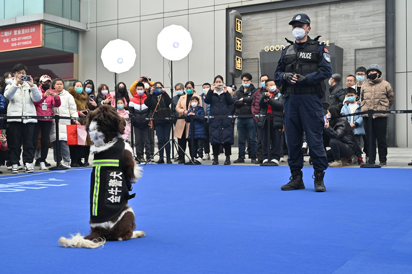 現(xiàn)場(chǎng)民警正在做警犬訓(xùn)練。成都市公安局金牛區(qū)分局供圖