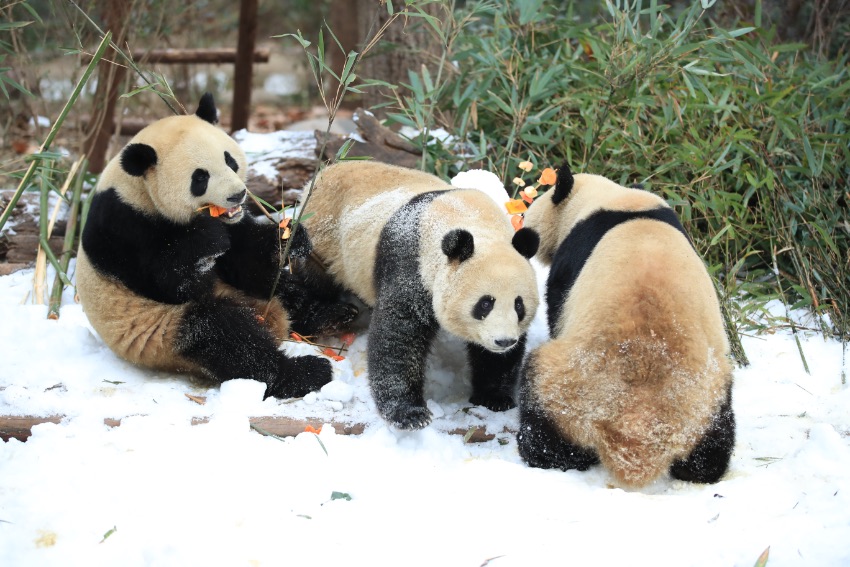 大熊貓盡情雪地撒歡。成都大熊貓繁育研究基地供圖