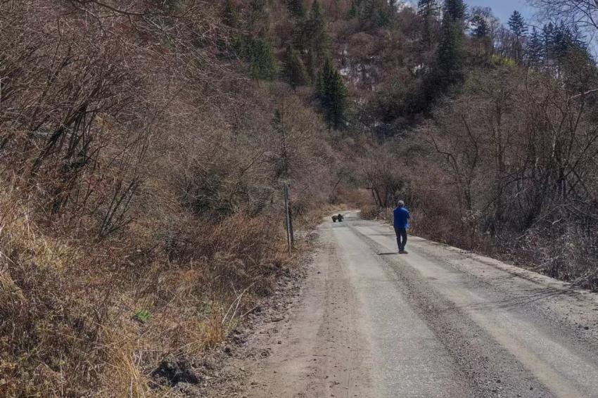 民警巡邏偶遇大熊貓路邊發(fā)呆。綿陽(yáng)公安供圖