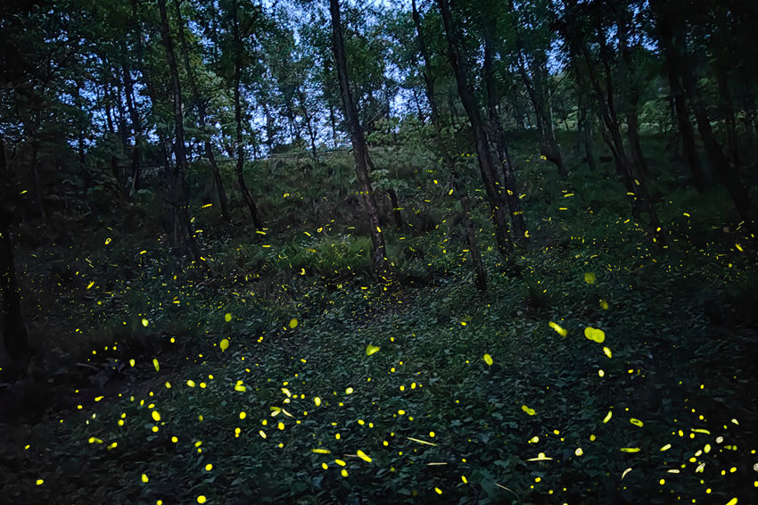 漫天飛舞的螢火蟲(chóng)，如同星空落入凡間。邛崍市委宣傳部供圖