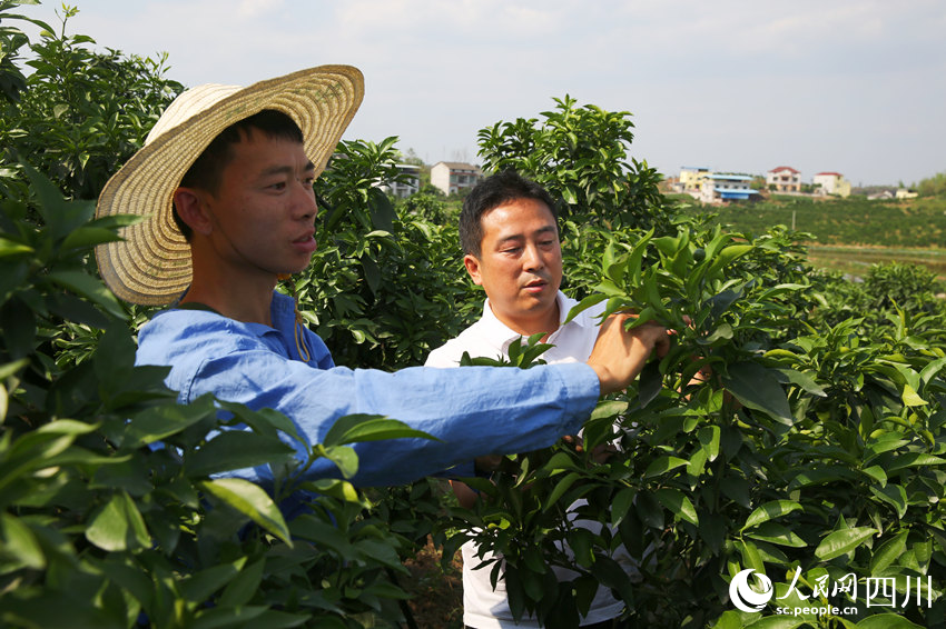 徐飛指導(dǎo)工人梳果。林巧攝