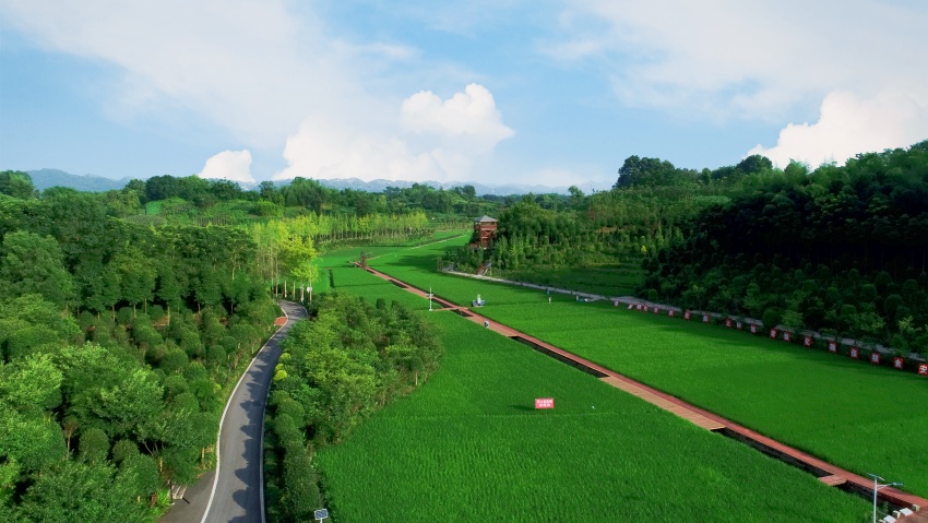 大竹縣糧油現代農業(yè)園區(qū)一景。李相芬攝