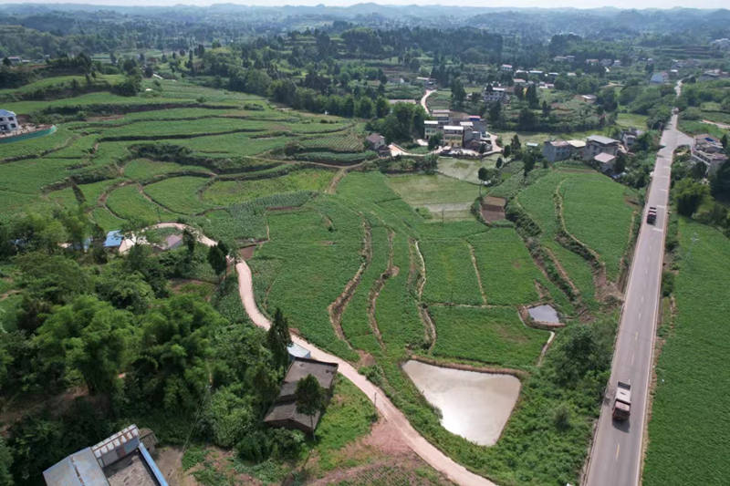 蓬南鎮(zhèn)三臺村川白芷種植基地。受訪者供圖