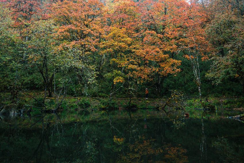 杜鵑棧道。二郎山喇叭河景區(qū)供圖