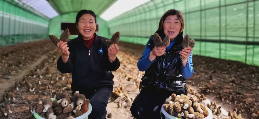 2024年4月，省港投集團食用菌示范種植基地羊肚菌迎來豐收。四川港投供圖