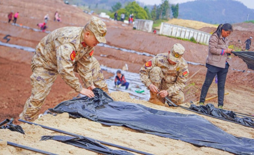 大竹縣民兵幫助村民覆膜保墑。孫永剛攝