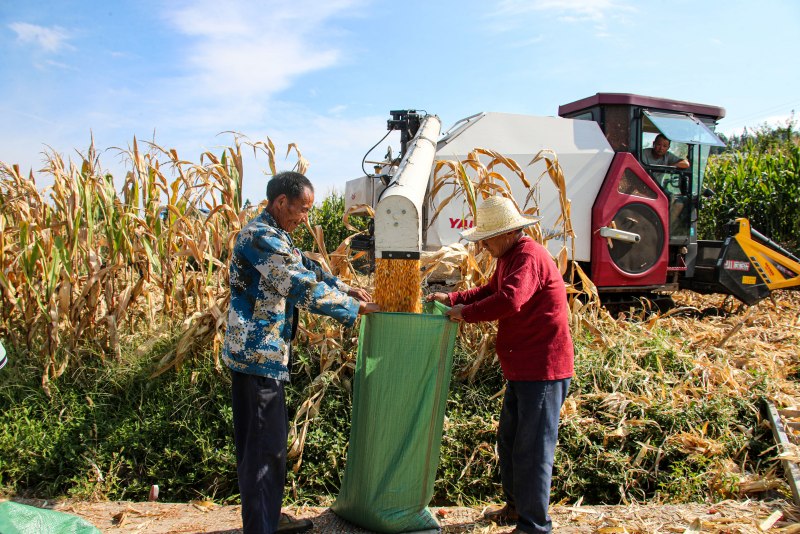 收割機收割完，村民正在裝玉米。宣漢縣委宣傳供圖