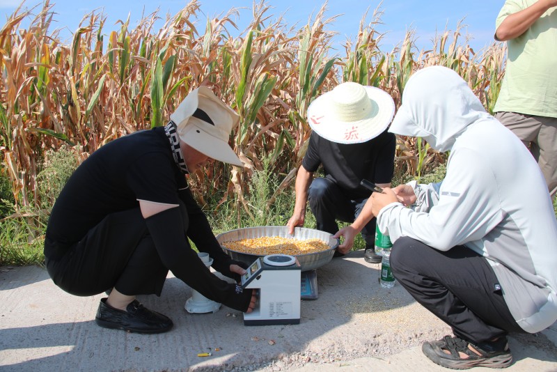 玉米測產(chǎn)。宣漢縣委宣傳供圖