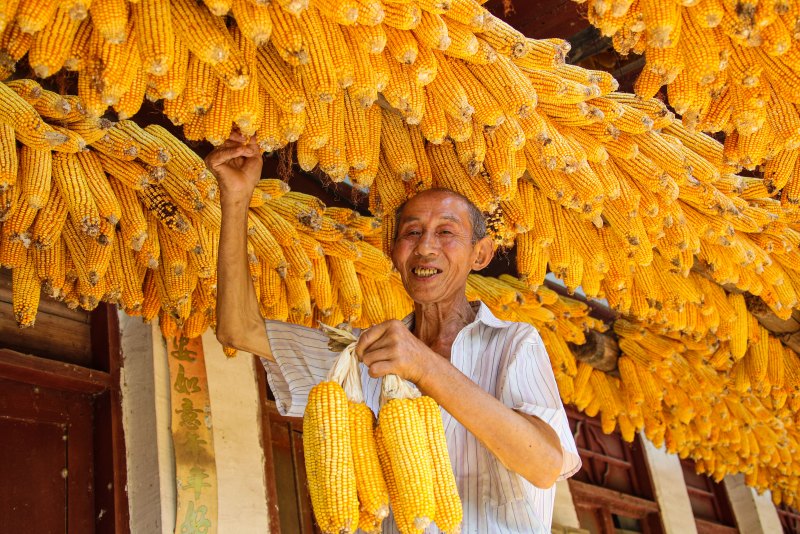 玉米豐收，村民正在晾曬玉米。宣漢縣委宣傳供圖