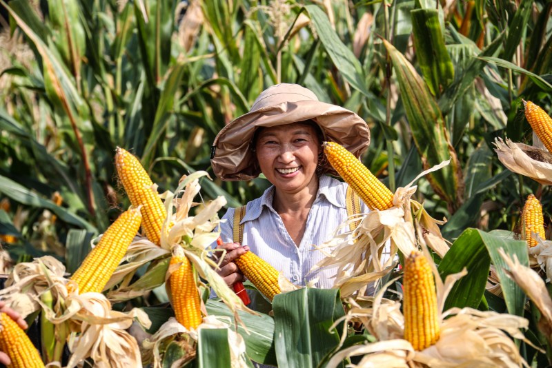 玉米豐收村民笑開顏。宣漢縣委宣傳供圖