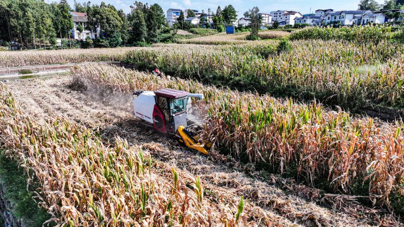 正在收割玉米。宣漢縣委宣傳供圖