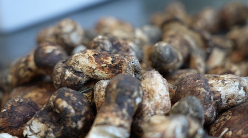 成熟的松茸。道孚縣委宣傳部供圖