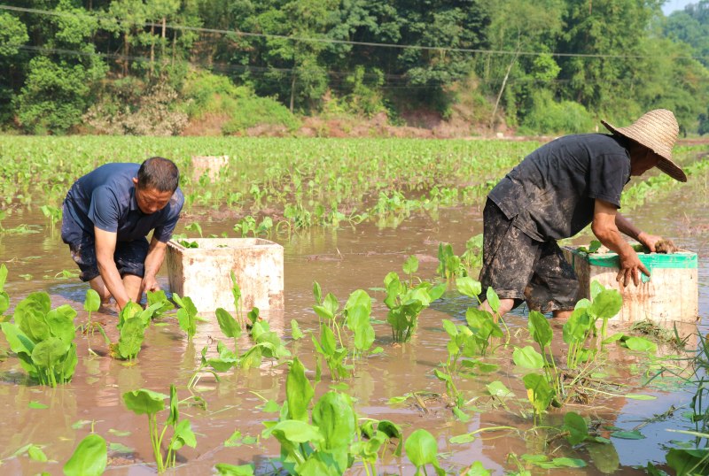 一株株翠綠的澤瀉苗移栽入田。合江融媒供圖