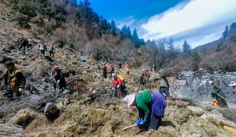村民在荒山荒坡種植根雀苗。何曉紅攝