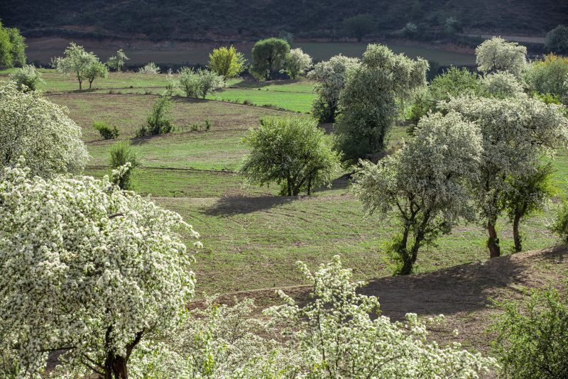 野生根雀開花期。何曉紅攝