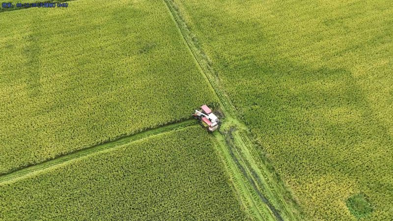 青神縣今年水稻種植面積達(dá)9.59萬(wàn)畝。羅宇豪攝