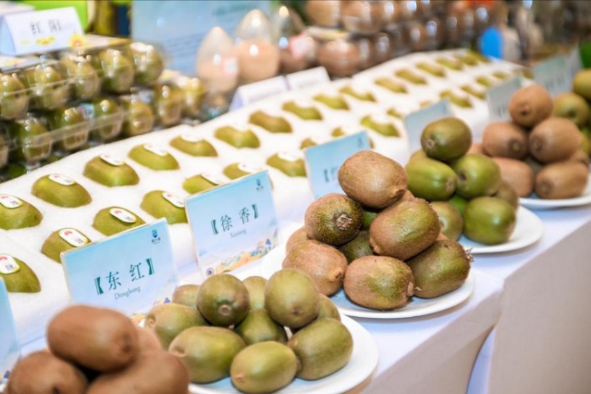 獼猴桃展示區(qū)。成都市農(nóng)業(yè)農(nóng)村局供圖